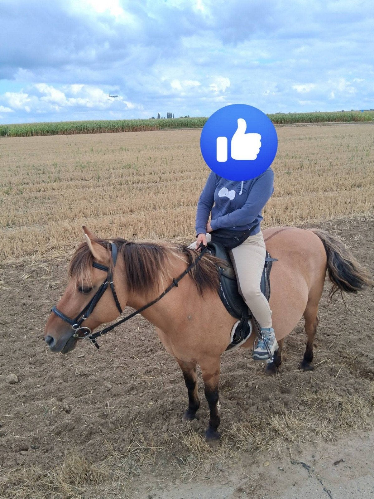 Halve pension gezocht voor onze merrie/eventueel verkoop, Dieren en Toebehoren, Merrie, Zadelmak, Minder dan 160 cm, Recreatiepaard
