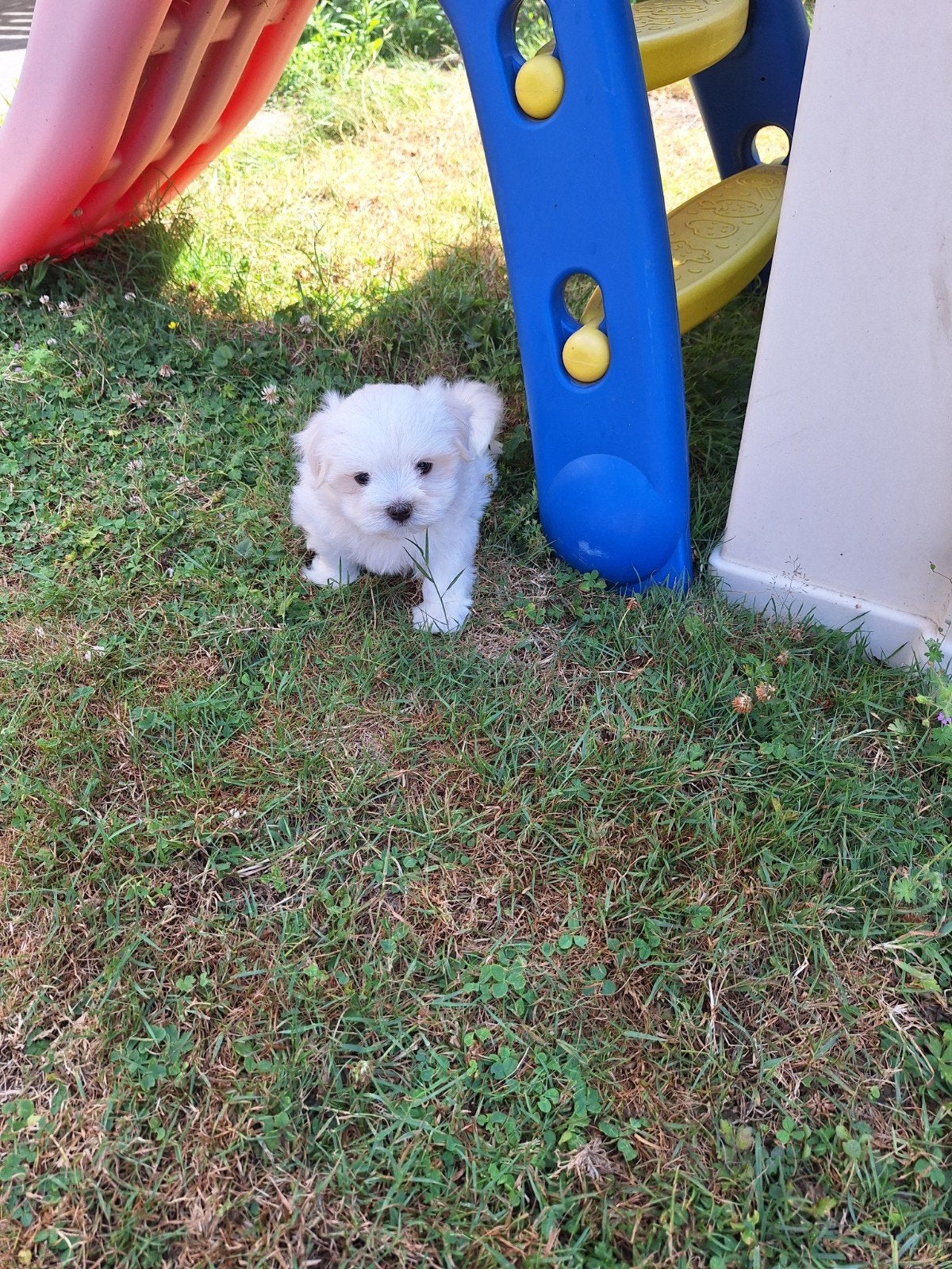Maltezer pups, Parvo, België, Maltezer, 8 tot 15 weken