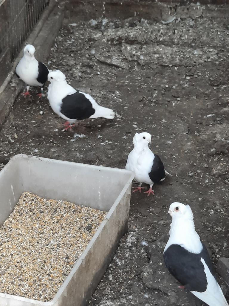 Duiven oud duitse meeuw, Dieren en Toebehoren, Meerdere dieren, Overige soorten