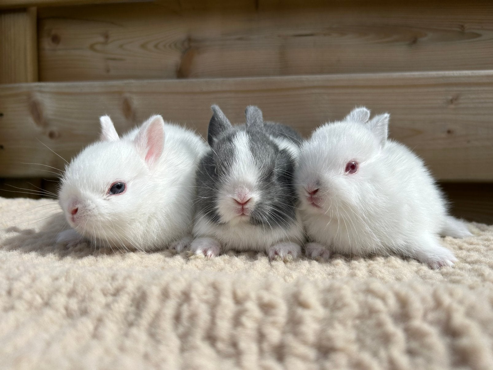 De allerkleinste dwergkonijntjes, Dieren en Toebehoren, Konijnen, Mannelijk, Dwerg, 0 tot 2 jaar