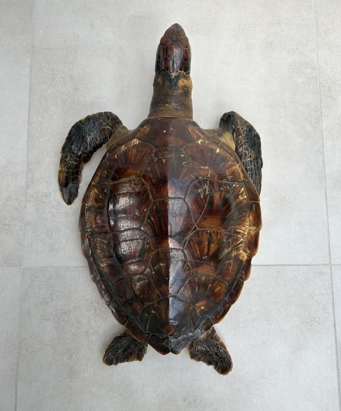 Antiek schildpadschild - taxidermie schild - schildpad, Ophalen of Verzenden