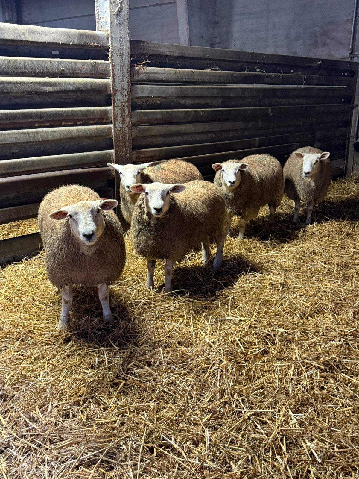 Chameaux textiles français, Femelle, Mouton, 0 à 2 ans