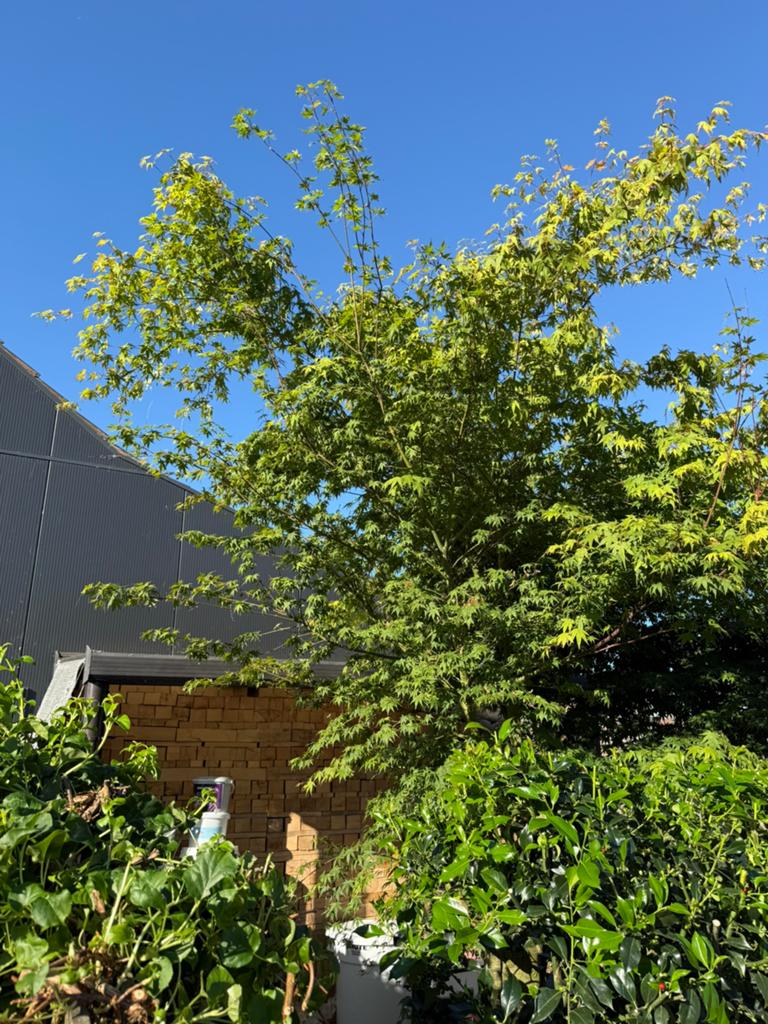 Japanse esdoorn, Tuin en Terras, Overige soorten, 250 tot 400 cm, Zomer, Ophalen