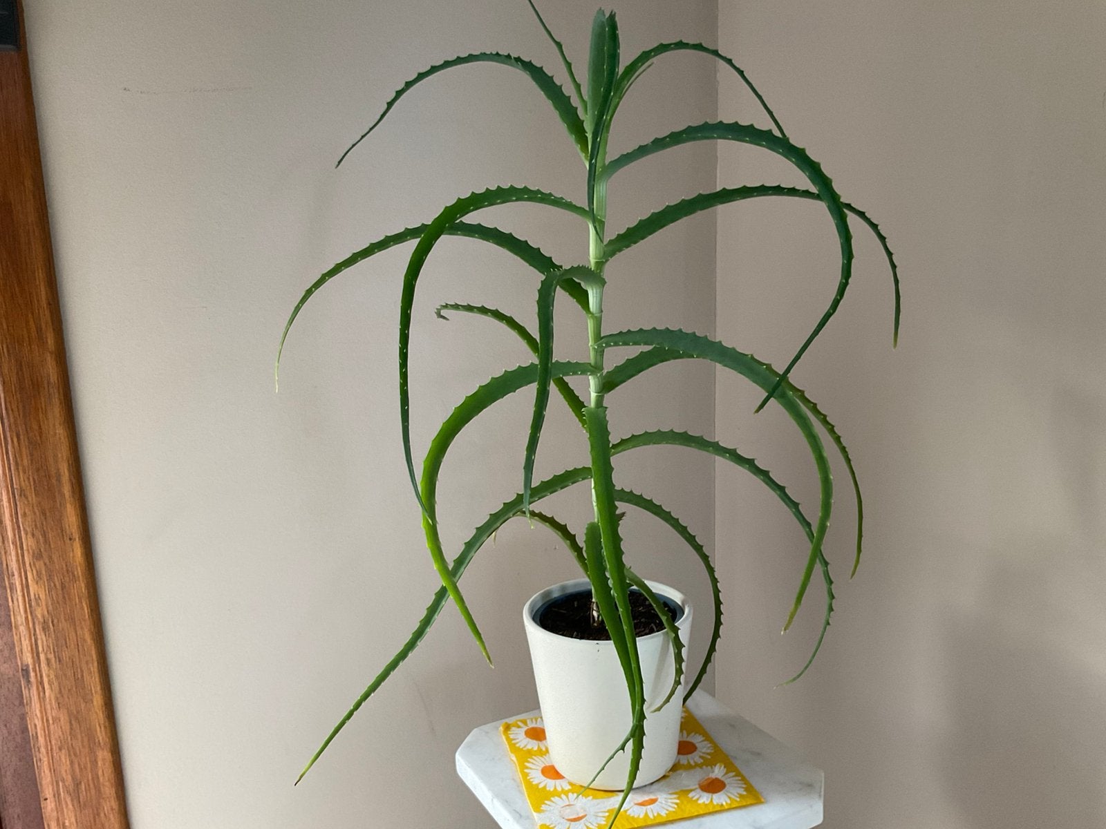 Mooie Aloë Vera plant (eetbare versie), Enlèvement, Autres espèces, Ombre partielle, Moins de 100 cm