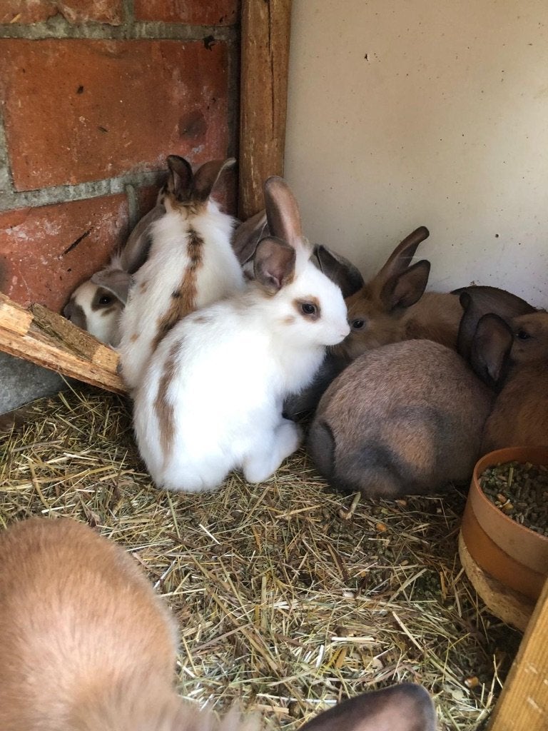 Jeunes lapins (2 mois), Plusieurs animaux, Petit, 0 à 2 ans