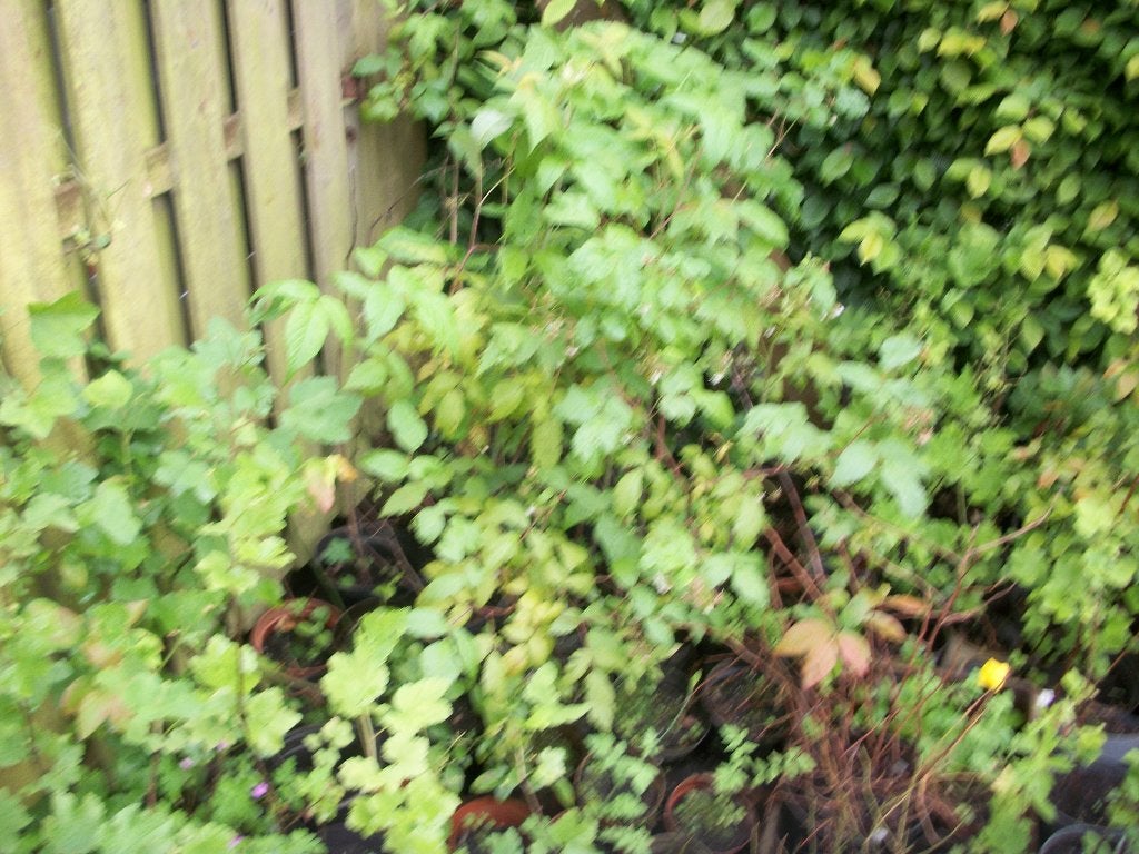 Aalbes, trosbes of Ribes planten van hobbykweek, Jardin & Terrasse, Plantes | Jardin, Plein soleil, Été, Enlèvement, Plantes fruitières