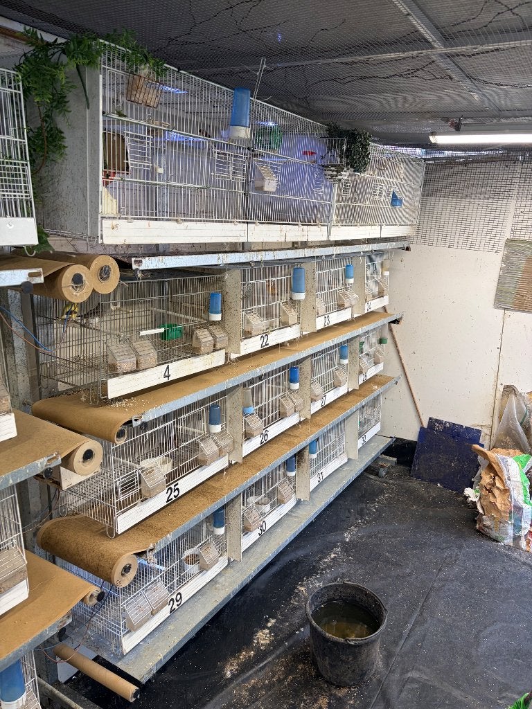 Cages, Canari de couleur