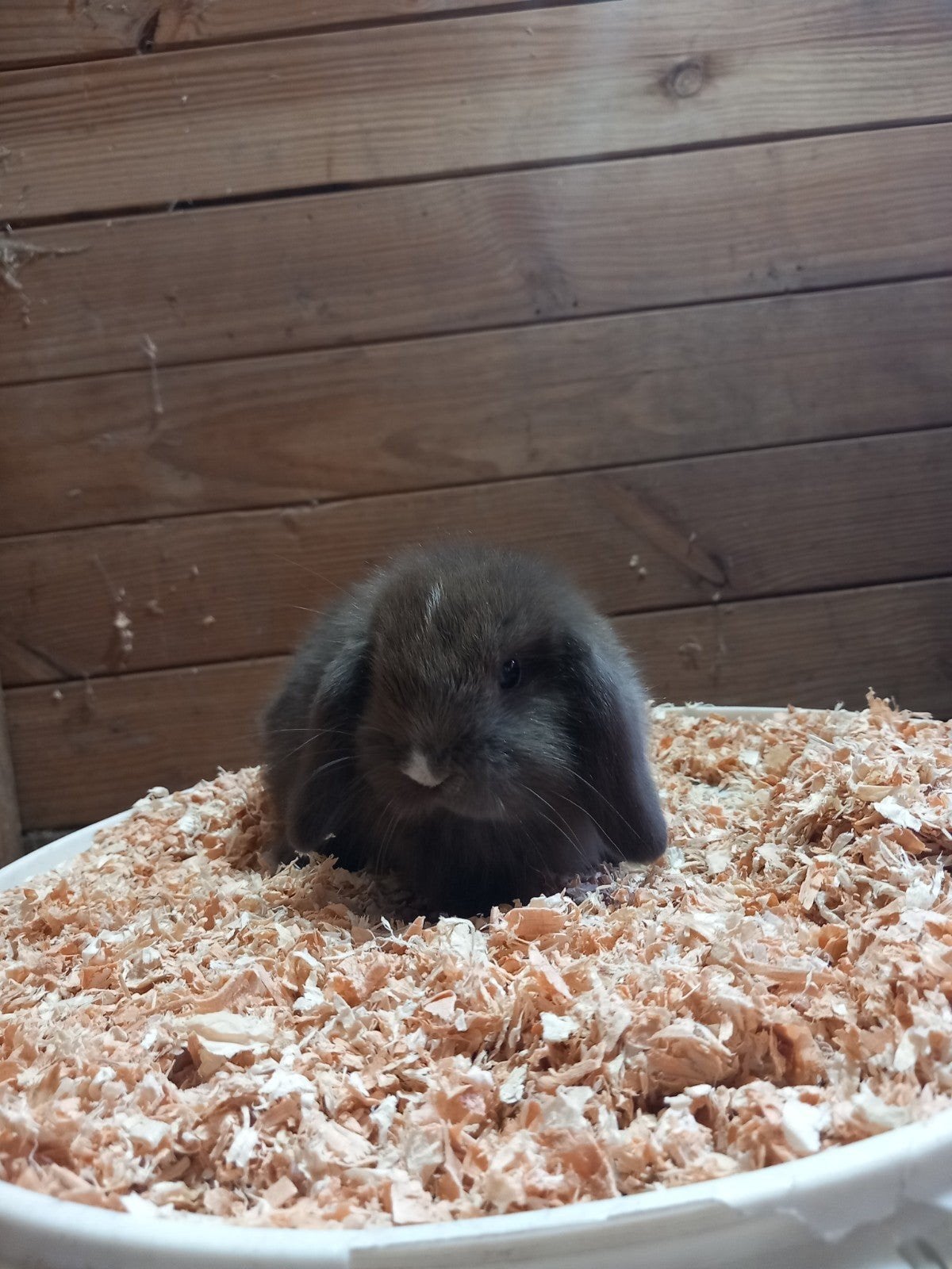 minilop voedstertje, Femelle, Petit, Oreilles tombantes, 0 à 2 ans