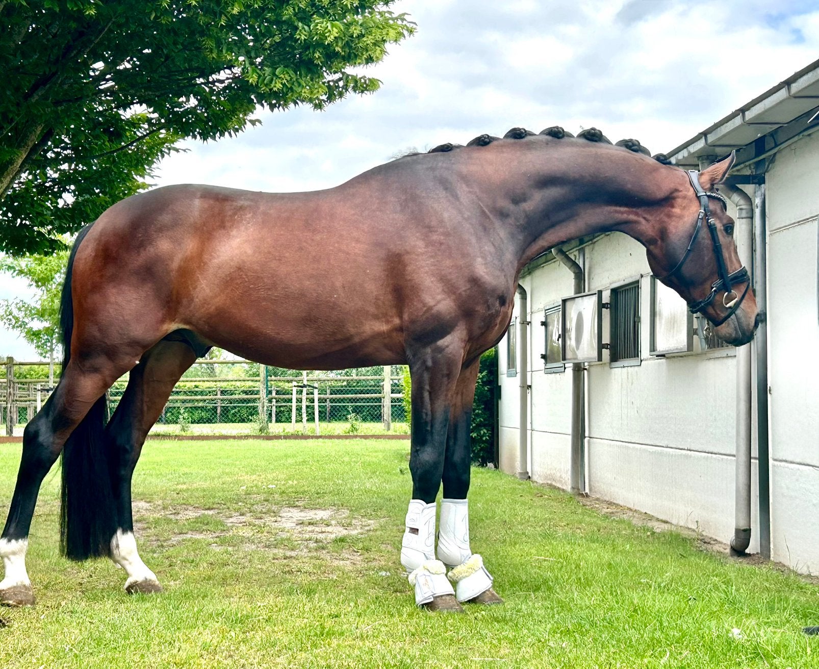 Super stallion 4 years old for sale, Animaux & Accessoires, Chevaux, Cheval de dressage, 165 à 170 cm, Avec pedigree, 3 à 6 ans