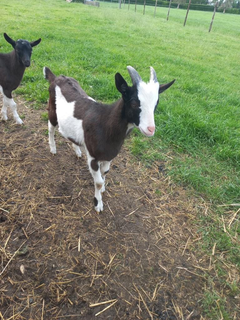 Bonte bok, Dieren en Toebehoren, Schapen, Geiten en Varkens, Mannelijk, Geit, 0 tot 2 jaar