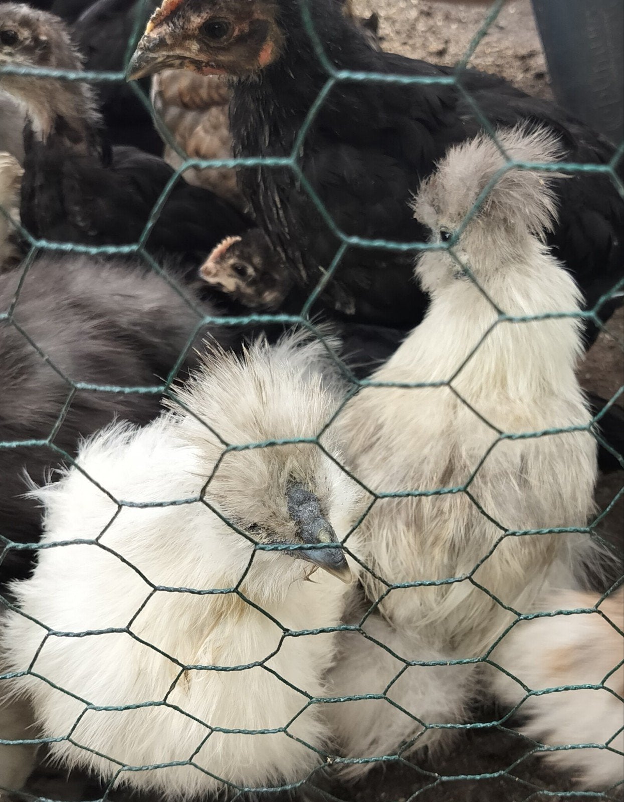Zijdehoen, Dieren en Toebehoren, Pluimvee