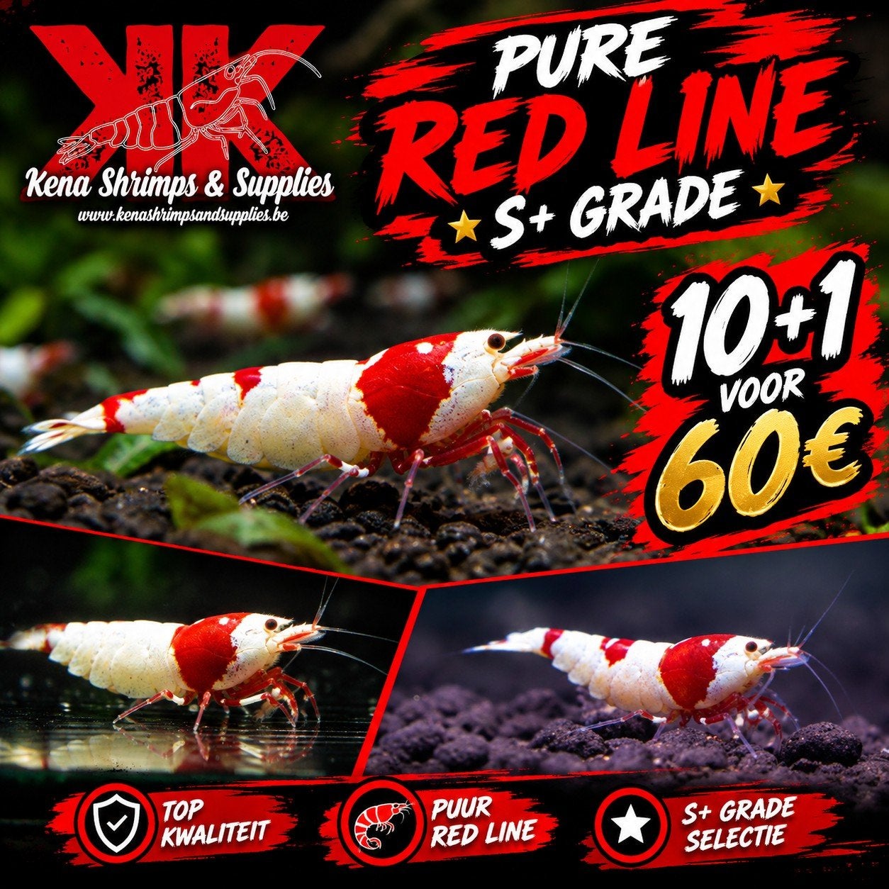 Pure red line garnalen S+ grade, Dieren en Toebehoren
