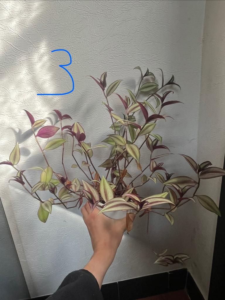 Kamerplanten, Autres espèces, En pot, Moins de 100 cm, Enlèvement