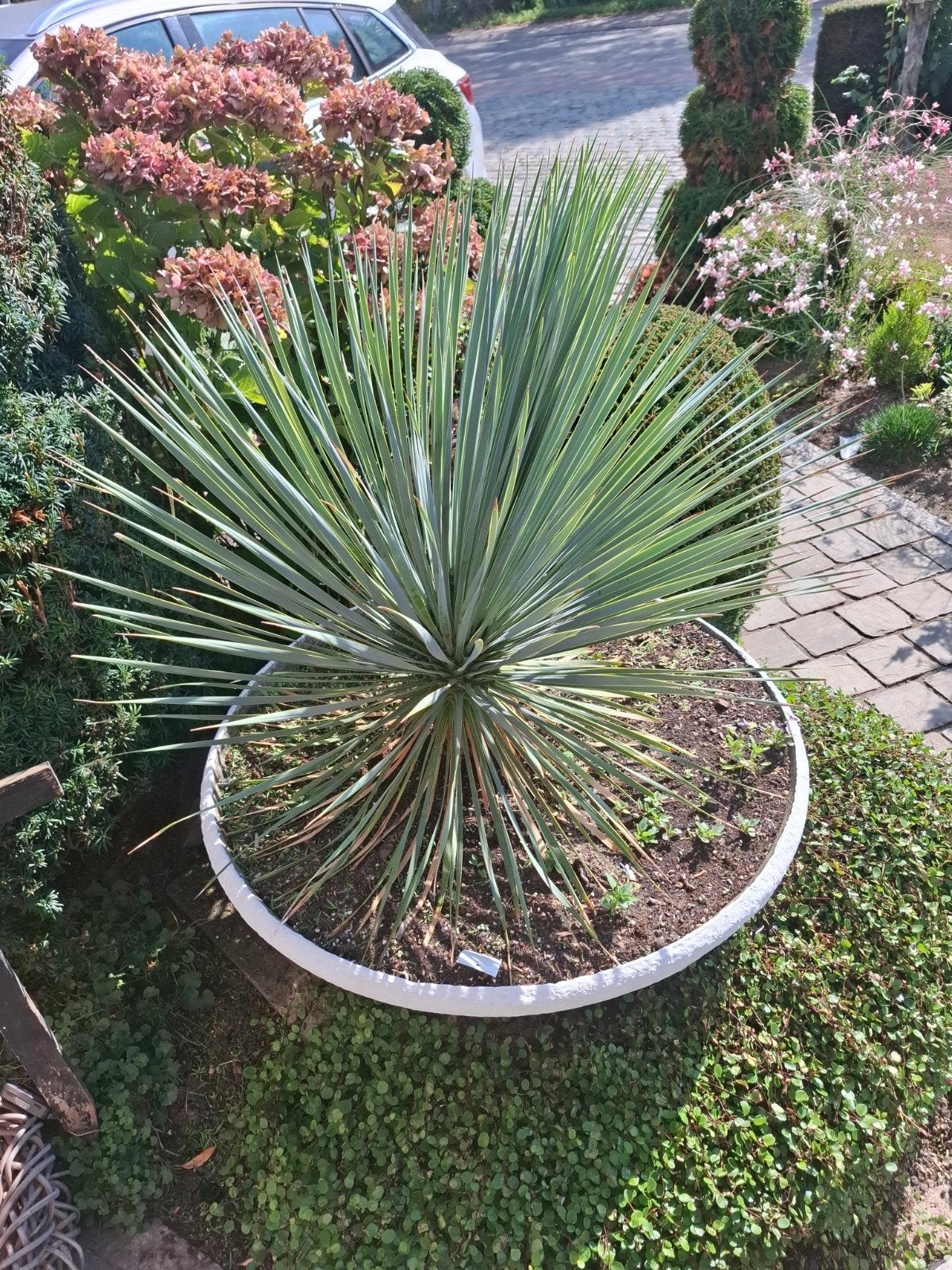 yucca rostrata .palmlelie, Tuin en Terras, Planten | Tuinplanten, Ophalen, Vaste plant, Overige soorten