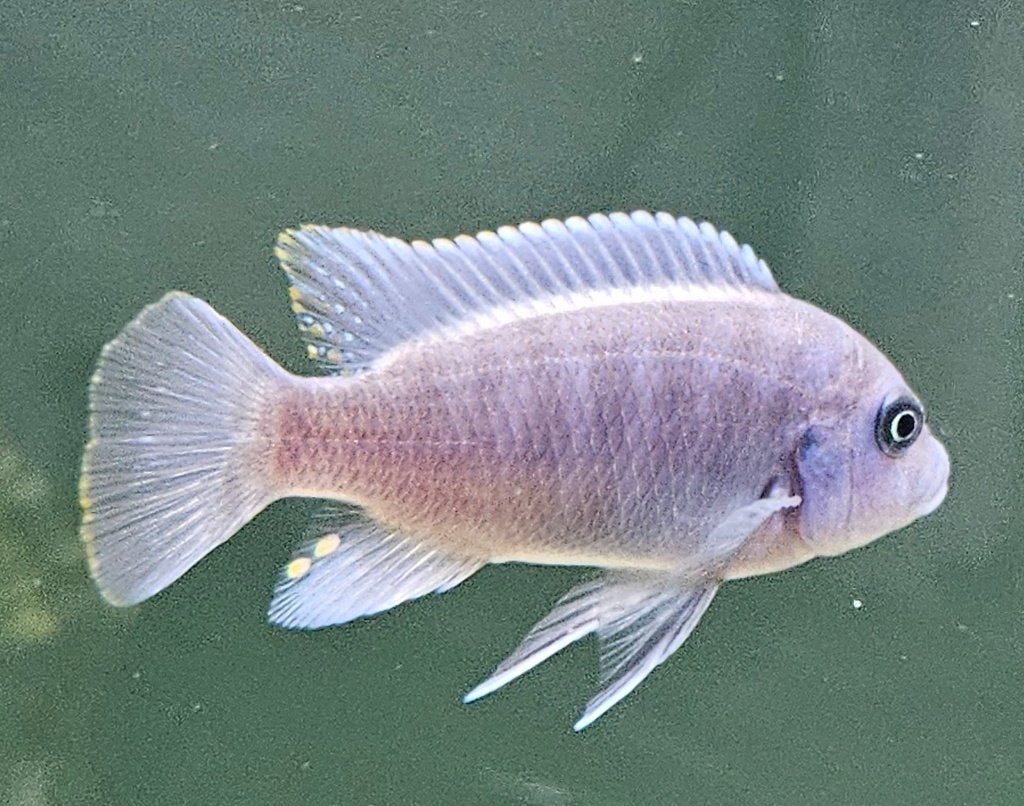 Maylandia Estherae minos reef malawi cichliden, Dieren en Toebehoren, Vis, Zoetwatervis