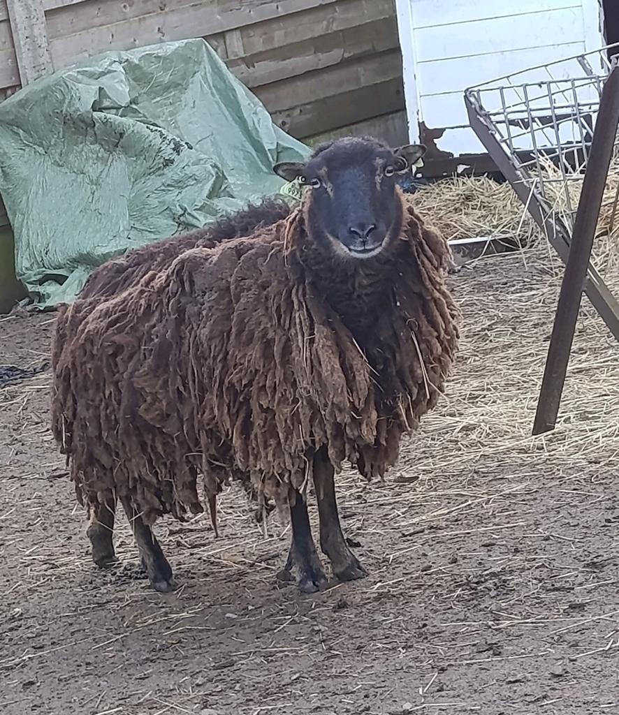 Soay schaap ooi, Dieren en Toebehoren, Schapen, Geiten en Varkens, Schaap