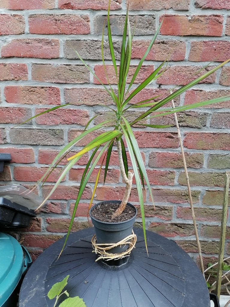 Dragonnier (Dracaena marginata), Ophalen, Overige soorten, Halfschaduw, In pot