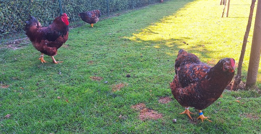 2 hennen Wyandotte rood/porselein, Dieren en Toebehoren, Vrouwelijk, Kip