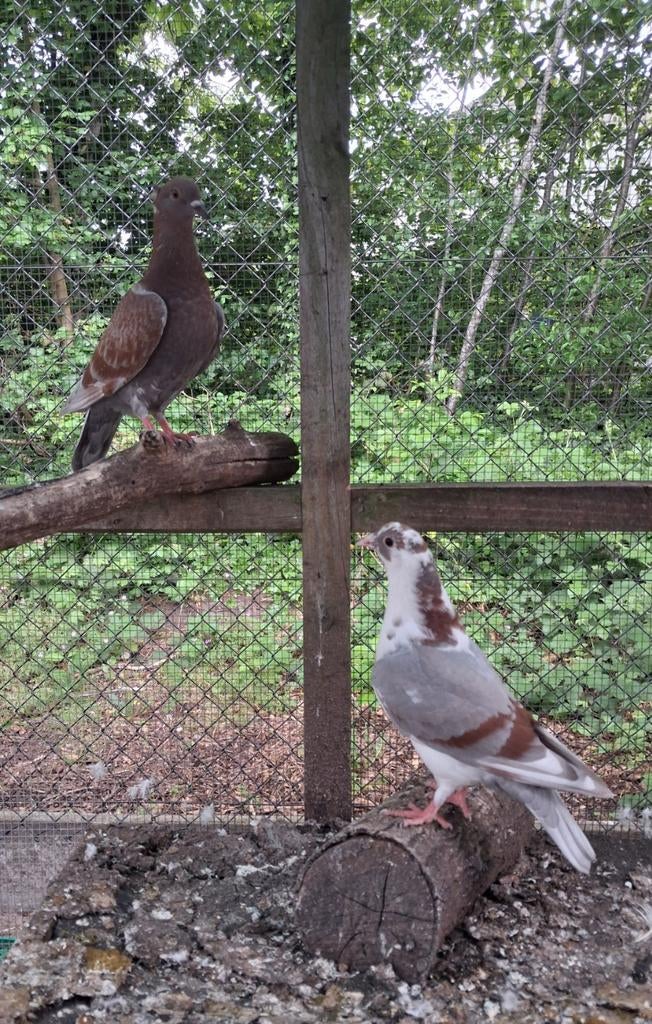 Jonge duiven pas uit het nest, Dieren en Toebehoren