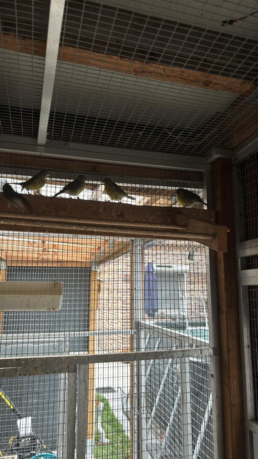 Canari, Animaux & Accessoires, Enlèvement
