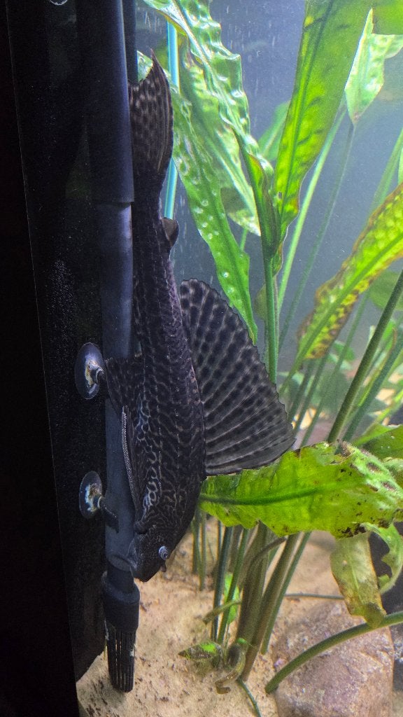 Pleco, Dieren en Toebehoren, Vis, Zoetwatervis