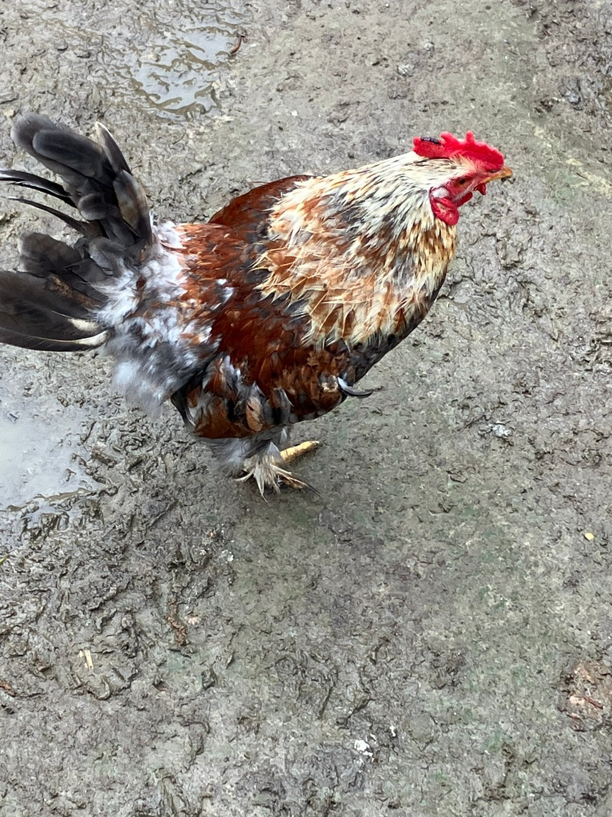 Mooie jonge hanen, Dieren en Toebehoren, Pluimvee, Mannelijk, Kip