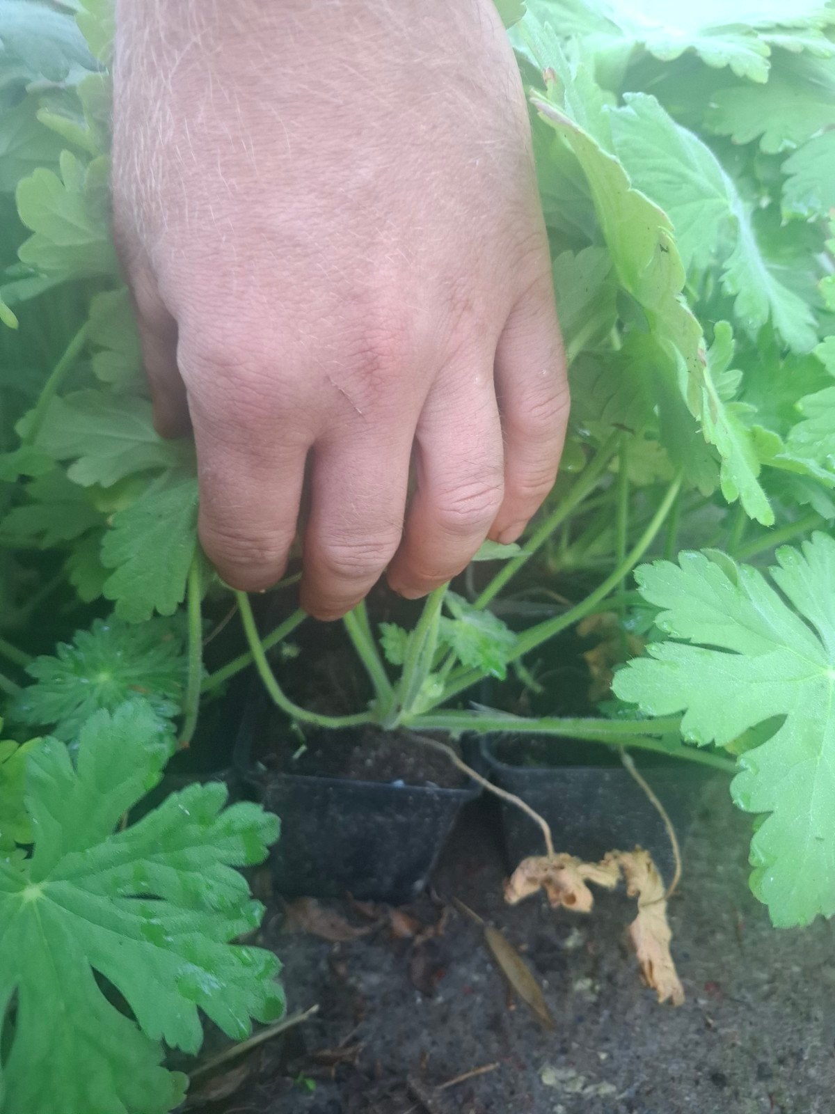 Geranium macrorrhizum, Jardin & Terrasse, Plantes | Jardin, Printemps, Couvre-sol, Enlèvement, Plante fixe