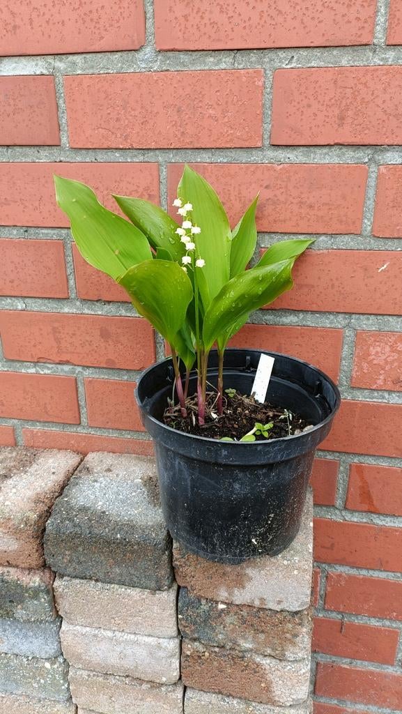 1 grote Pot meiklokjes, Tuin en Terras, Ophalen