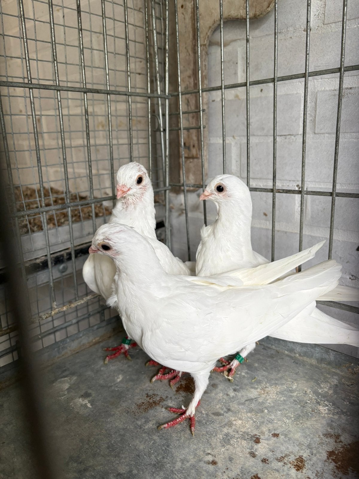 Figuritaduifjes, Dieren en Toebehoren