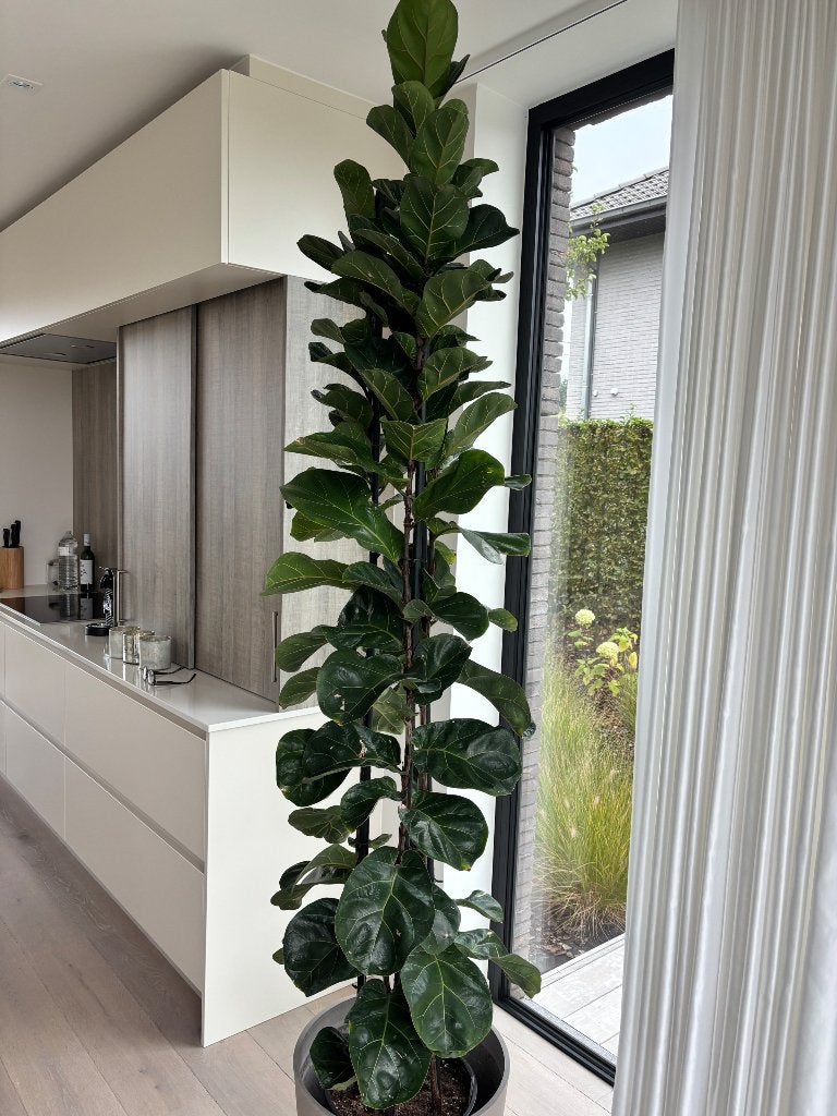 Ficus Lyrata Bambino, Ficus, En pot, Enlèvement, 200 cm ou plus