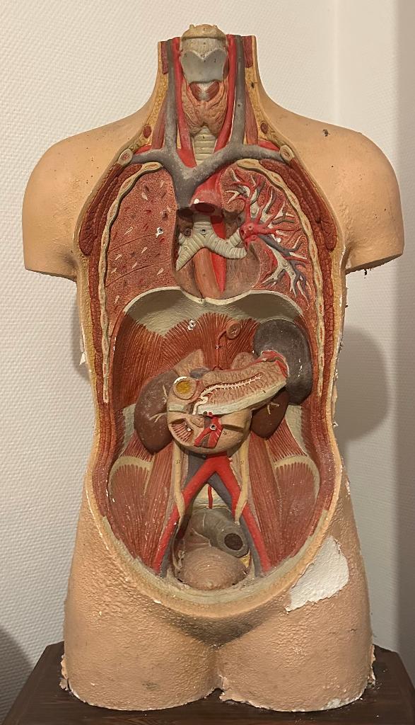 Anatomisch model, Antiek en Kunst, Curiosa en Brocante, Ophalen