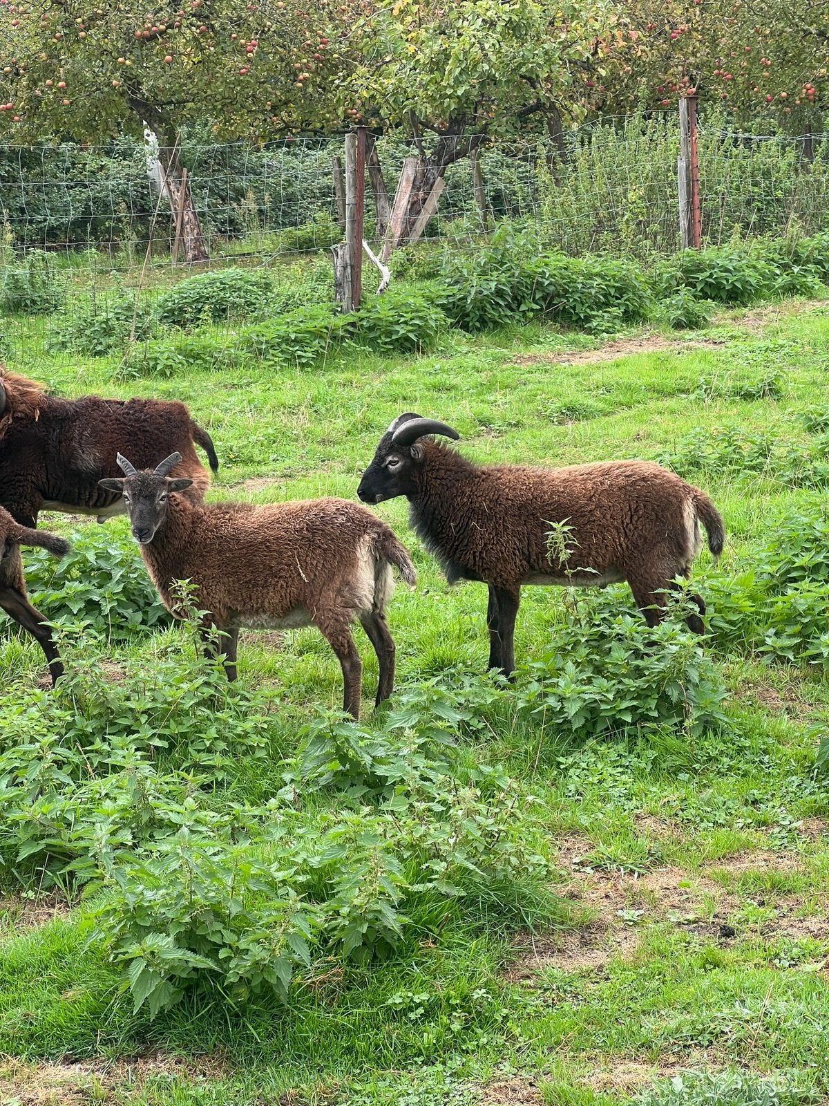 Soay schapen (lammen ooi en ram), Meerdere dieren, Schaap, 0 tot 2 jaar