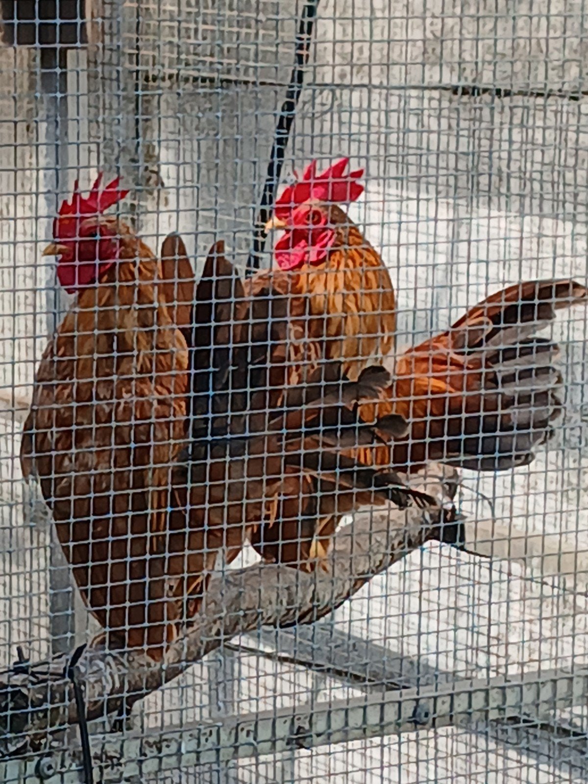 Serama haantjes, Dieren en Toebehoren, Pluimvee, Mannelijk