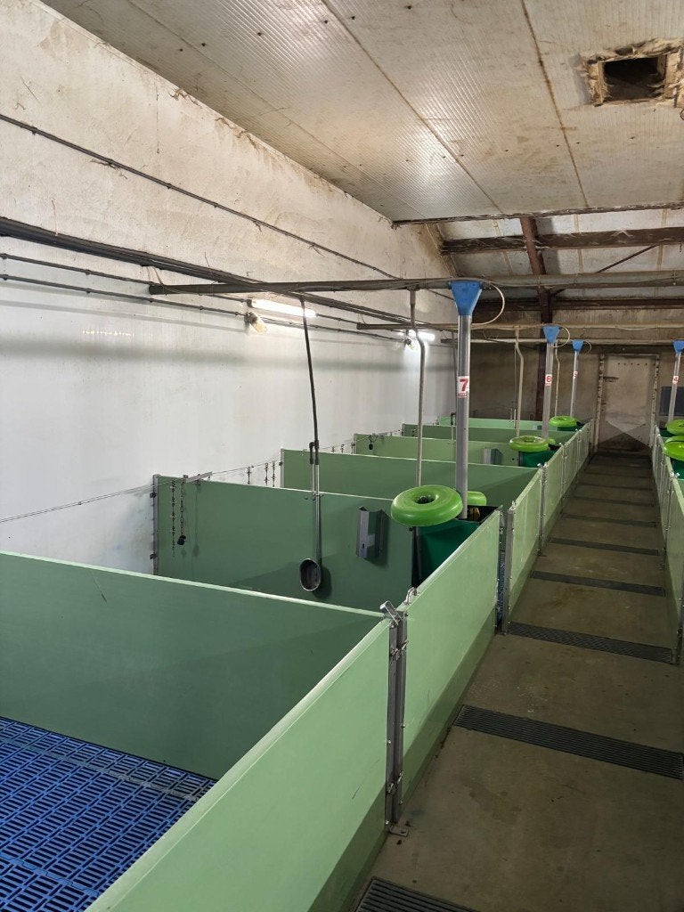Hokinrichting voor biggen [490], Dieren en Toebehoren