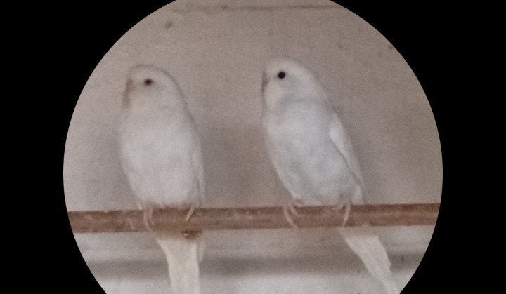 2 witte mannelijke Jonge grasparkieten, Dieren en Toebehoren, Vogels | Parkieten en Papegaaien, Mannelijk, Parkiet