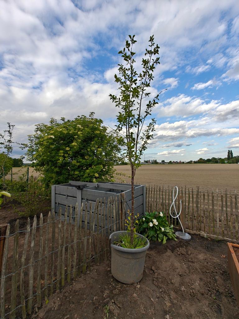 Prunus avium - prunier - prunier 3m, Jardin & Terrasse, Plantes | Arbres, En pot, Arbre à bulbes, Enlèvement, 250 à 400 cm