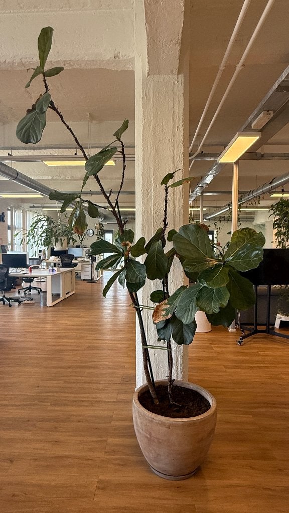 Grote Ficus lyrata vioolbladplant met aardewerken sierpot, Huis en Inrichting, Ophalen, Ficus, In pot