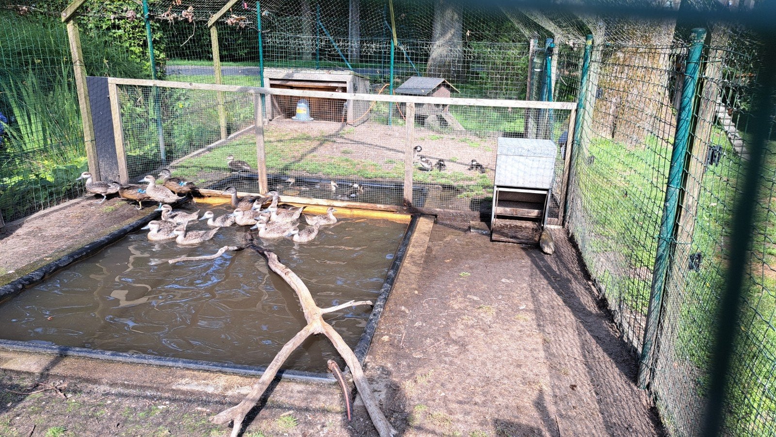 Siereenden, Dieren en Toebehoren, Geringd
