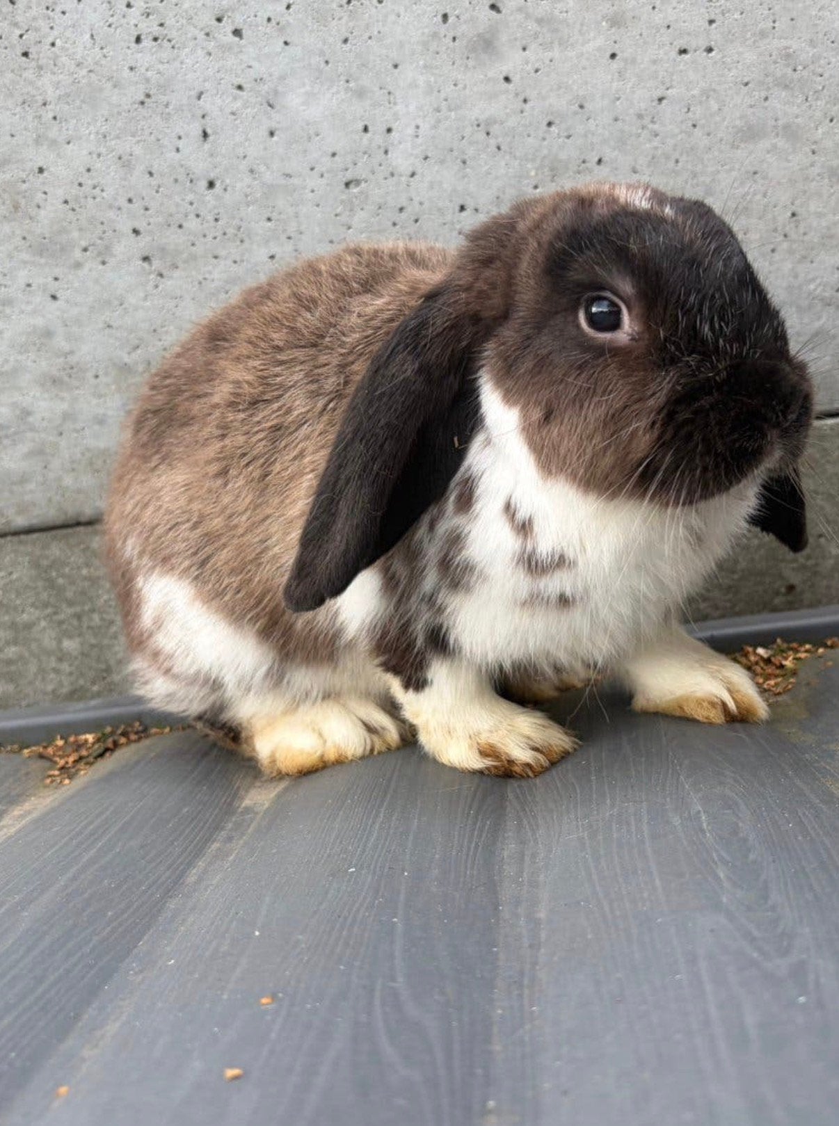 Nederlandse hangoor, Mâle, Nain, Oreilles tombantes, 0 à 2 ans