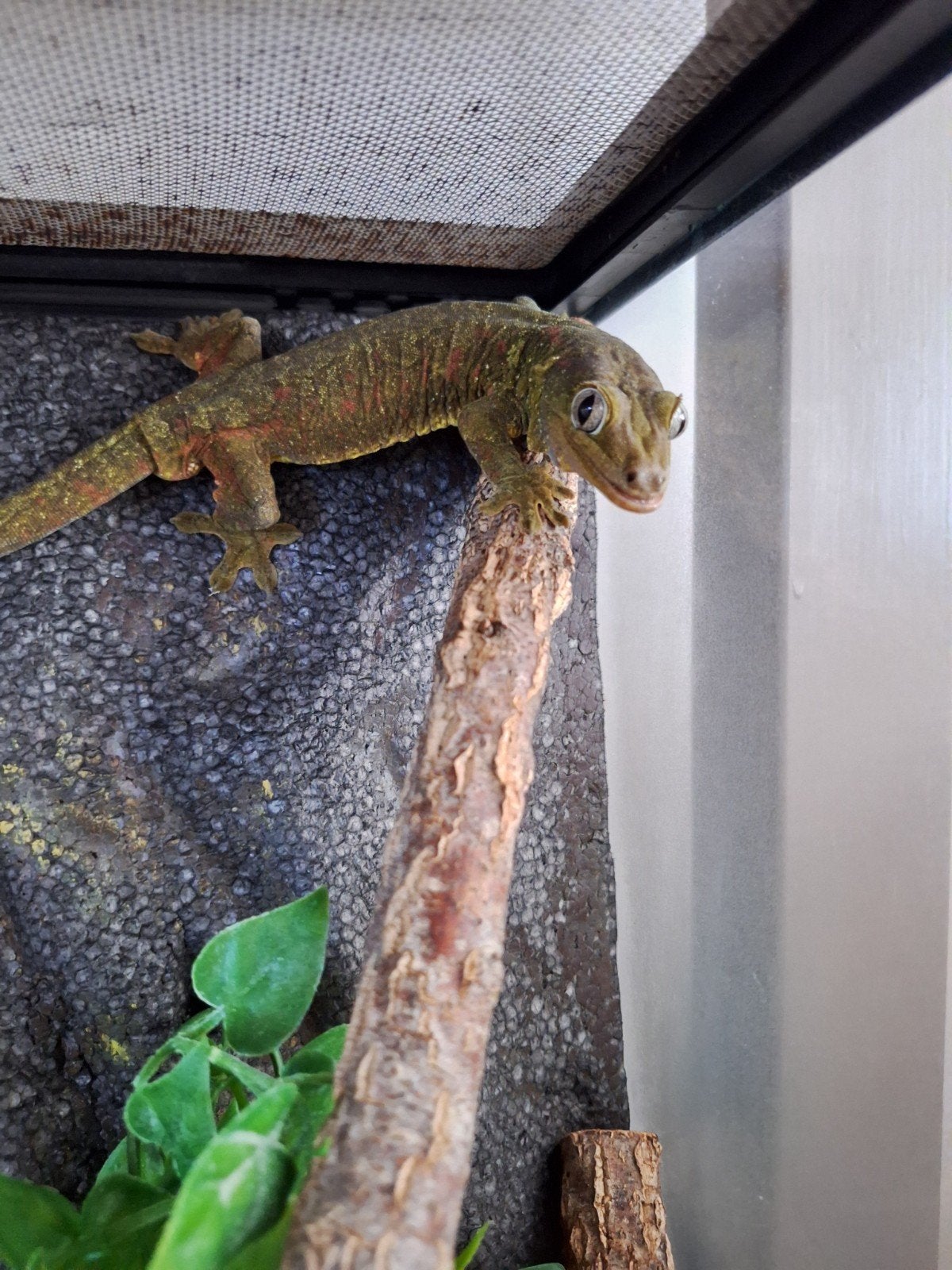 chahoua man pet only, Avec terrarium