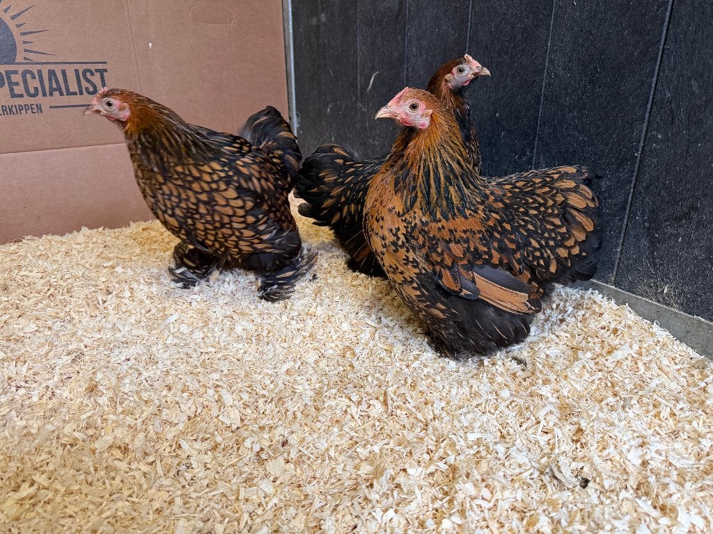 Jonge Cochin kriel goud zwart gezoomd gesekst en ingeënt, Femelle, Poule ou poulet
