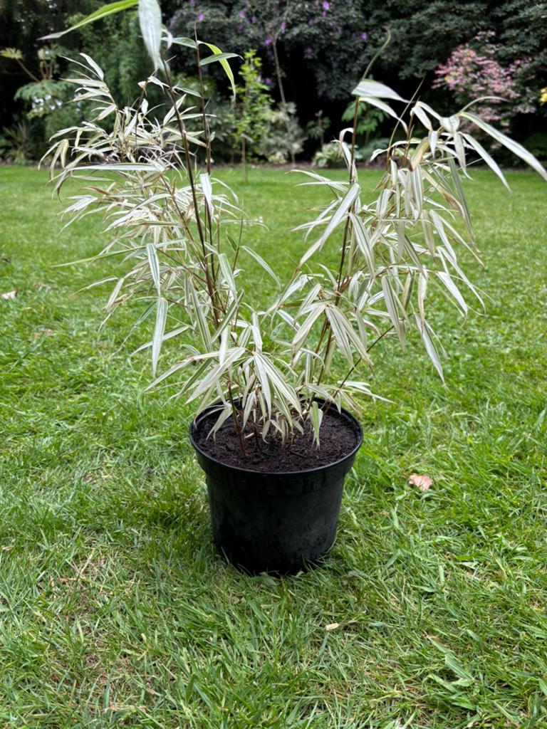 Fargesia rufa variegata, Ophalen