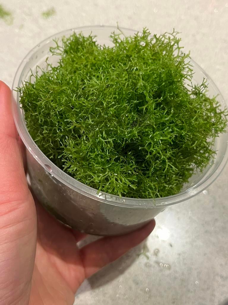 Groene planten aquarium Vallisneria drijfmos hoornblad, Dieren en Toebehoren, Ophalen, Nieuw