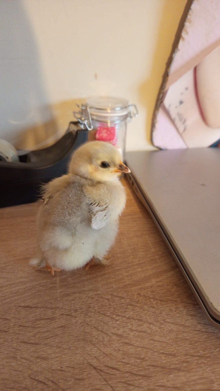Cochin kuikens, Dieren en Toebehoren, Geslacht onbekend, Kip