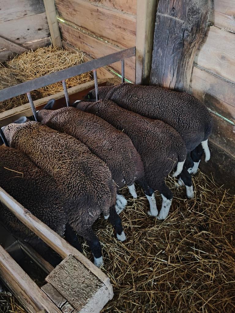 Brebis bélier Zwartbles