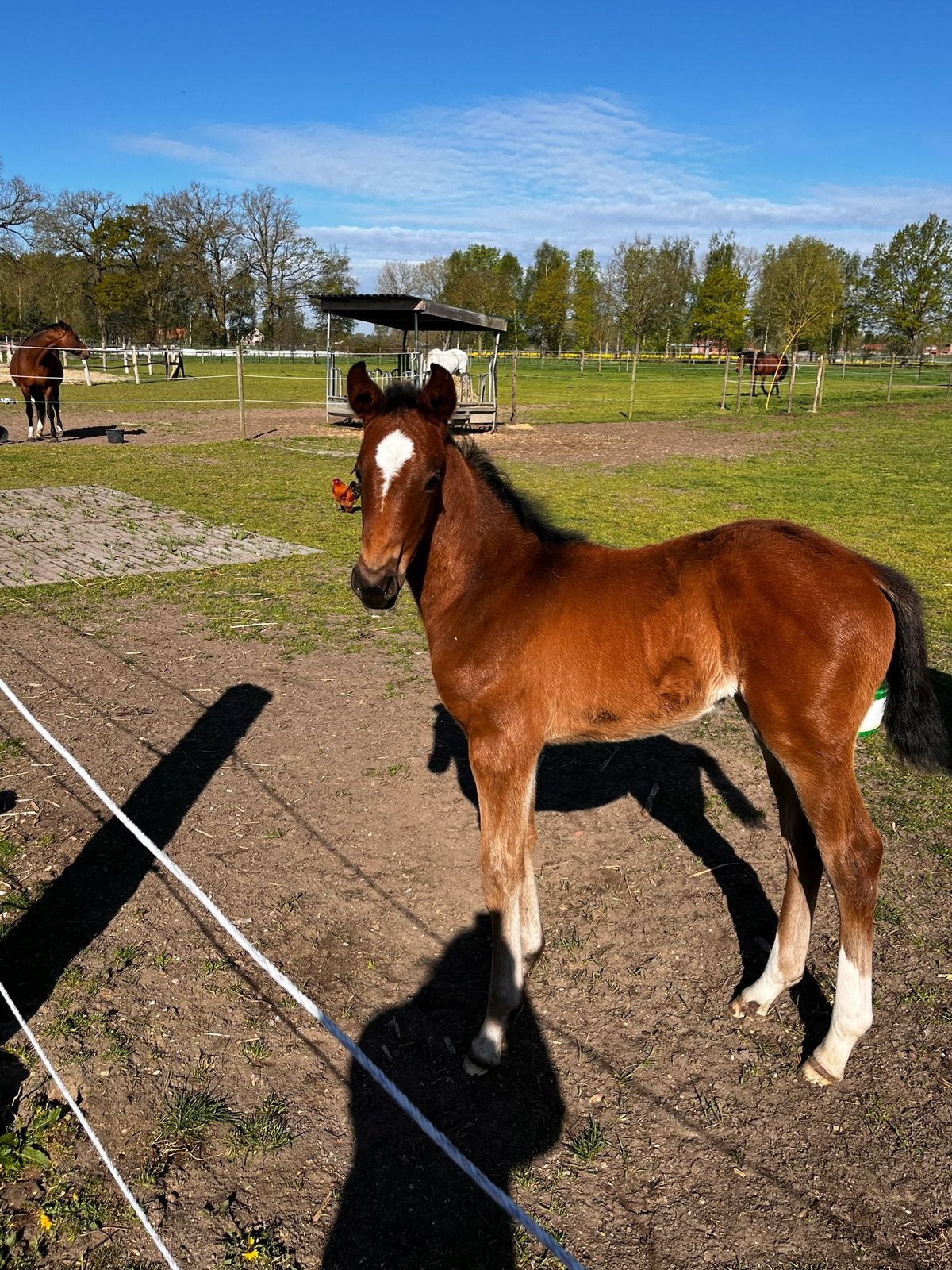 Merrie veulen, Dieren en Toebehoren, Merrie, Springpaard