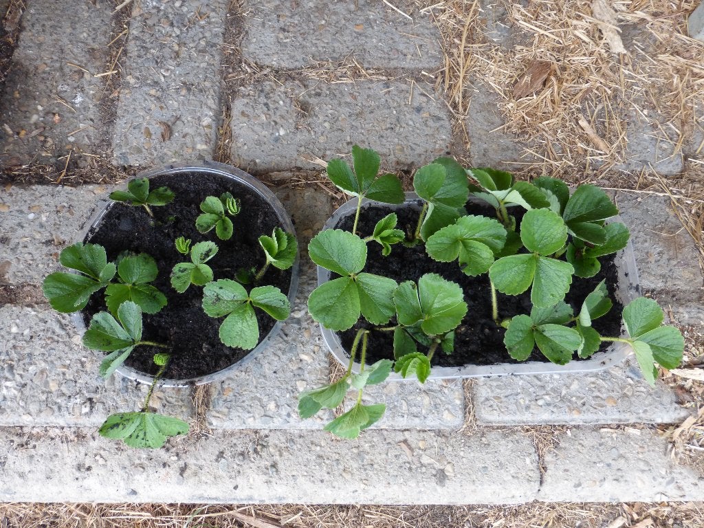 FRAMBOOS-AARDBEIEN (FRAMBERRY), Ophalen, Nieuw