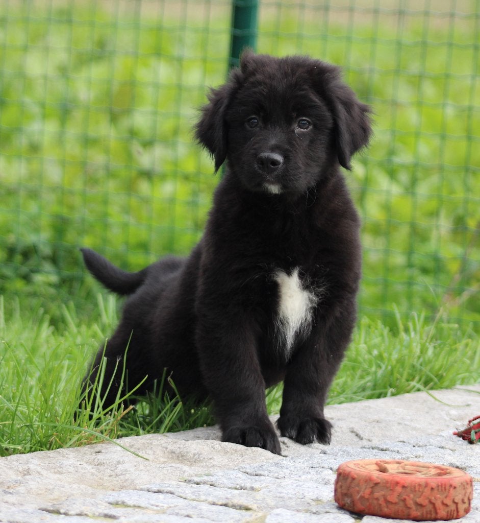 Boulab pups ( Labrador X Berner Sennen ), Dieren en Toebehoren, België, CDV (hondenziekte), 8 tot 15 weken, Labrador retriever