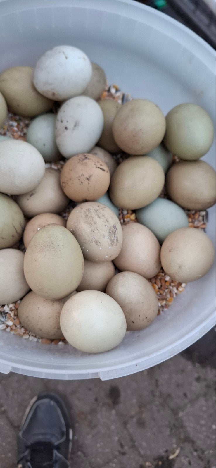 Fazanten broed eieren, Dieren en Toebehoren, Pluimvee