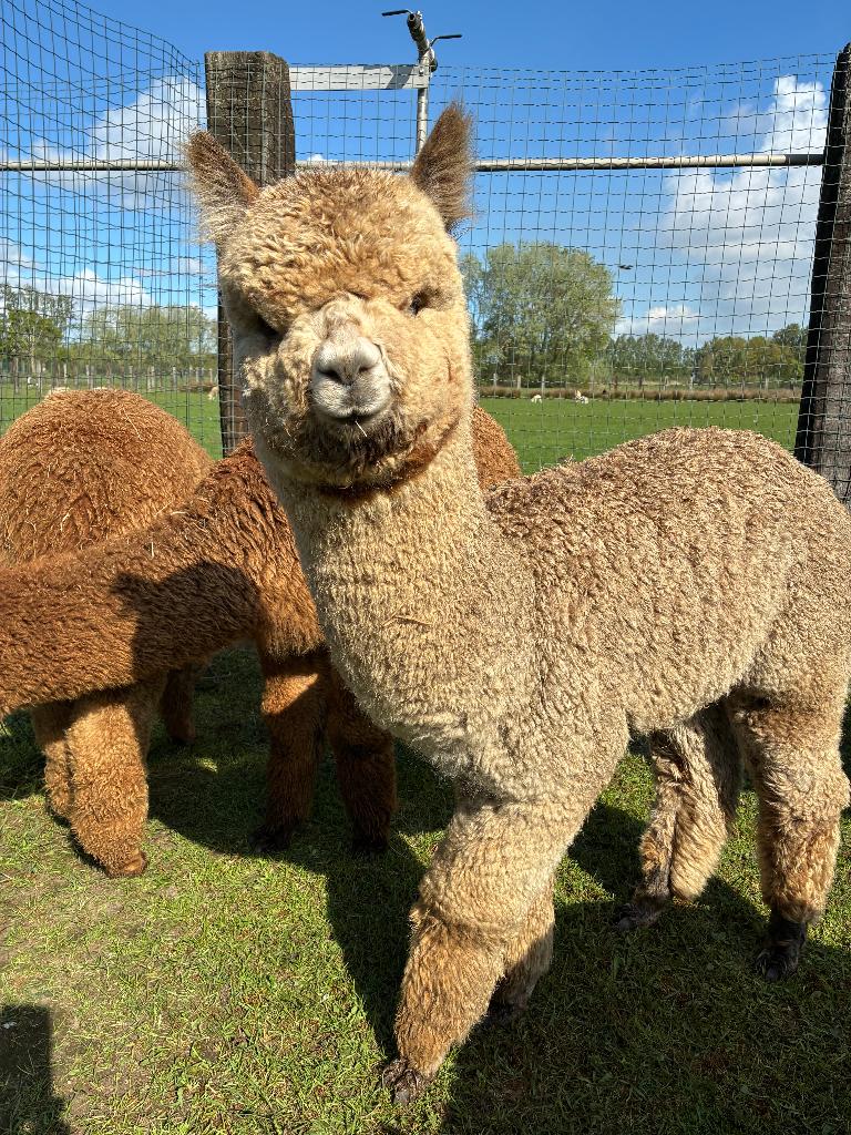 alpaca hengst harlequin grijs appaloosa 10 maand, Mannelijk, 0 tot 2 jaar